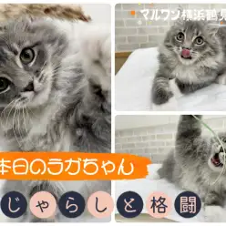 【 ラガマフィン 】本日のラガちゃん！猫じゃらしと格闘！