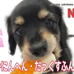 【 カニンヘンダックスフント 】陽気で遊び上手なカニンヘンダックスくん