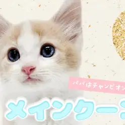 【 メインクーン 】幸運を呼ぶハチワレ！パパはチャンピオンキャットの美しき美貌