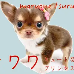 【 チワワ 】チョコレートタン＆ホワイトの小さめな天使がやってきました!