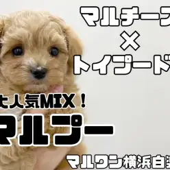 【 MIX 】大人気マルプー！ずんぐりむっくり体型がたまらないぬいぐるみ犬