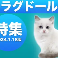 【 ラグドール特集 】1/18現在在店中の青い瞳が美しいぬいぐるみCATをご紹介