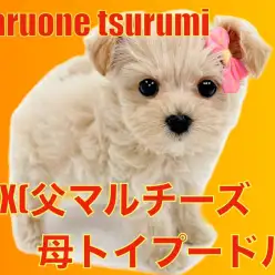 【 MIX 】明るい性格のマルプーちゃん！小さなプリンセス登場！