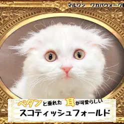 【 スコティッシュフォールド 】 食欲旺盛で甘え上手なスコティッシュちゃん