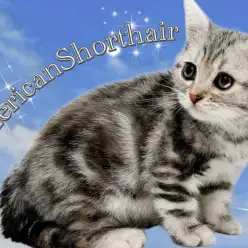 【 アメリカンショートヘア 】ふっくらボディにシルバーパッチドが目を惹く女の子!