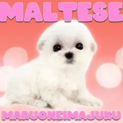 【 マルチーズ 】生後2ヶ月で570g！純白コートを纏った手乗り系アイドル登場！