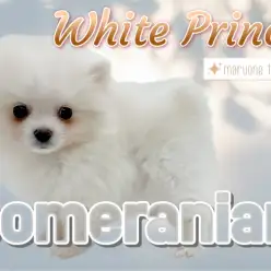 【 ポメラニアン 】お父さんの血統はあの有名犬舎チャオリヤ（CHAO RI YA)！