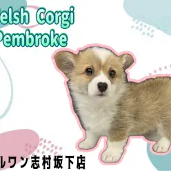 【 ウェルシュコーギーペンブローク 】ムチムチボディの癒し系ガール登場！