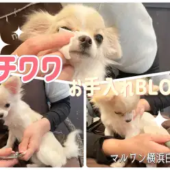 【 お手入れBLOG 】お手入れ上手に出来るかな？チワワ編