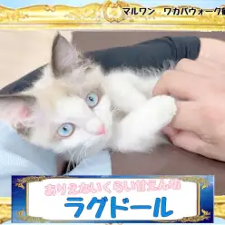 【 ラグドール 】ヘソ天抱っこも余裕！規格外の甘えん坊ぬいぐるみ子猫