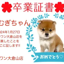 【 卒業証書 】こむぎちゃん卒業おめでとう！！スタッフママより愛を込めて！