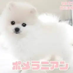 【 ポメラニアン 】希少なホワイトカラー！アザラシ顔のプレミアムパピー