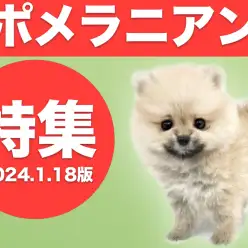 【 ポメラニアン特集 】1/18現在在店中の上目遣いが最強に可愛い癒し系