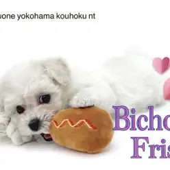 【 ビションフリーゼ 】フレンドリーな綿アメわんこの女の子