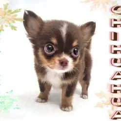 【 チワワ 】大人気チョコタン&ホワイト！とっても可愛いおちびちゃん！