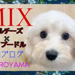 【 MIX 】温厚でお手入れ上手な生後5ヶ月のマルプーちゃん！2ndブログ！