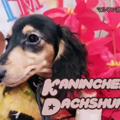 【 カニンヘンダックス 】多頭飼いにオススメなスーパーフレンドリーな女の子！