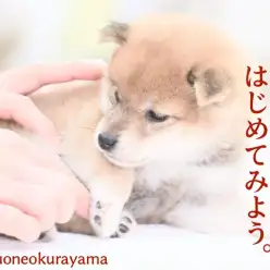 【 柴犬 】2023年柴犬ご成約率NO.1の大倉山店へ赤柴子ちゃんが仲間入り！