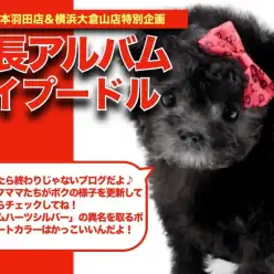 【トイプードル 】トイプードル界のクロムハーツ！シルバプーちゃんの成長日記