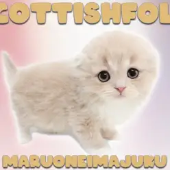 【 スコティッシュフォールド 】垂れ耳で丸顔のクリームカラーな癒し系にゃんこ！