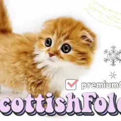 【 スコティッシュフォールド 】まん丸折れ耳キャット！プレミアムな癒しをお届け