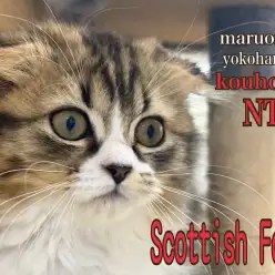 【 スコティッシュフォールド 】まん丸にゃんこ、スコちゃんの生後3ヶ月