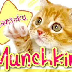 【 マンチカン 】この短足がたまらん！誰もが認める癒し系マンチ！！