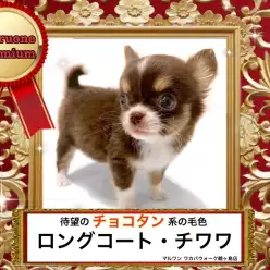【 チワワ 】お待たせしました待望のプレミアム『チョコタン』チワワちゃんです。