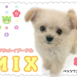 【 MIX 】ほんのりチークが可愛いチワプーの女の子が登場！