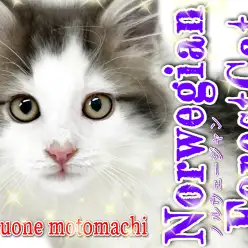 【 ノルウェージャンフォレストキャット 】超絶イケメンプリンス爆誕！