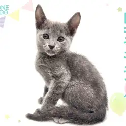 【 ロシアンブルー 】ブルーの被毛とロシアンスマイルに癒される超温厚な甘えん坊！