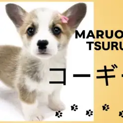 【 コーギー 】短足界で人気のコーギーちゃん！