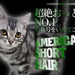 【 アメショ 】育てやすさピカイチのスーパーキャットに成長したアメちゃん！