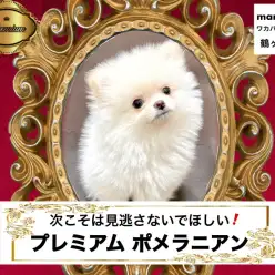 【 ポメラニアン 】ひと月経たず家族が決まる！マルワンのプレミアムポメラニアン