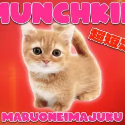 【 マンチカン 】レッドタビーが美しい超短足の目ヂカラ最強な男の子がやってきた！