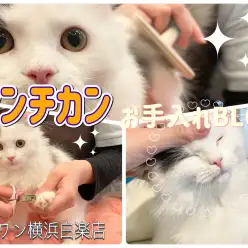 【 お手入れBLOG 】お手入れ上手に出来るかな？マンチカン編