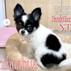 【 チワワ 】遊びの天才！チワワ生後3ヶ月の女の子