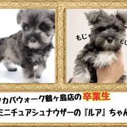 【 今日の鶴ヶ島店 】卒業生ミニチュアシュナウザーのルアちゃんの来店
