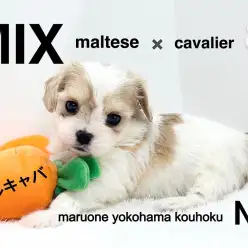 【 mix犬 】ハートの妖精マルキャバちゃん