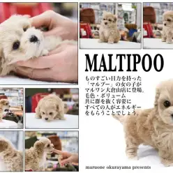 【 MIX 】ナマイキ可愛い視線に釘付け！！シュークリームボディのマルプーちゃん！