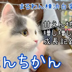 【 マンチカン 】神奈川イチの人懐っこさ！？甘えん坊マンチくんの成長記録