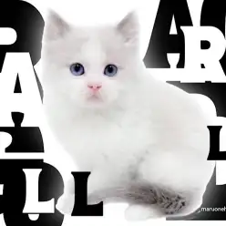 【 ラグドール 】アッシュグレー＆ブルーアイズ＆シルキーコートの最強コンボ！