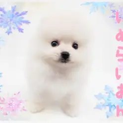 【 ポメラニアン 】これぞプレミアム！ビジュアルも性格もNo.1アイドル級！