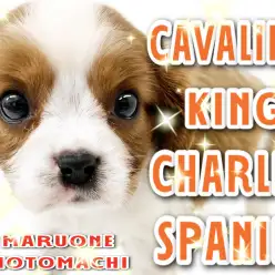 【 キャバリアキングチャールズスパニエル 】ディープカラーの美しきプリンセス！