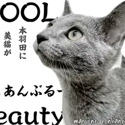 【 ロシアンブルー 】スレンダーボディがビューティフォー！ロシ子の3ヶ月の今に密着！