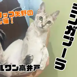 【 シンガプーラ 】犬との多頭も出来て長時間抱っこできる甘えん坊な世界最小猫！