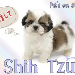 【 シーズー 】 社交性抜群な鼻ぺちゃ代表！スローライフに最適なマイペースBOY