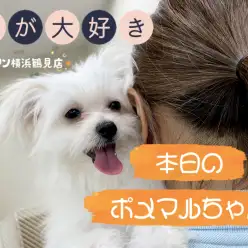 【 MIX 】本日のポメマルちゃん！人がとっても大好き！