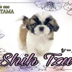 【 シーズー 】 ほんわかマイペースな癒し系のシーちゃん登場！