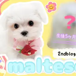 【 マルチーズ 】お利口さん度UP!生後6ヶ月を迎えたマルちゃんの成長にご注目